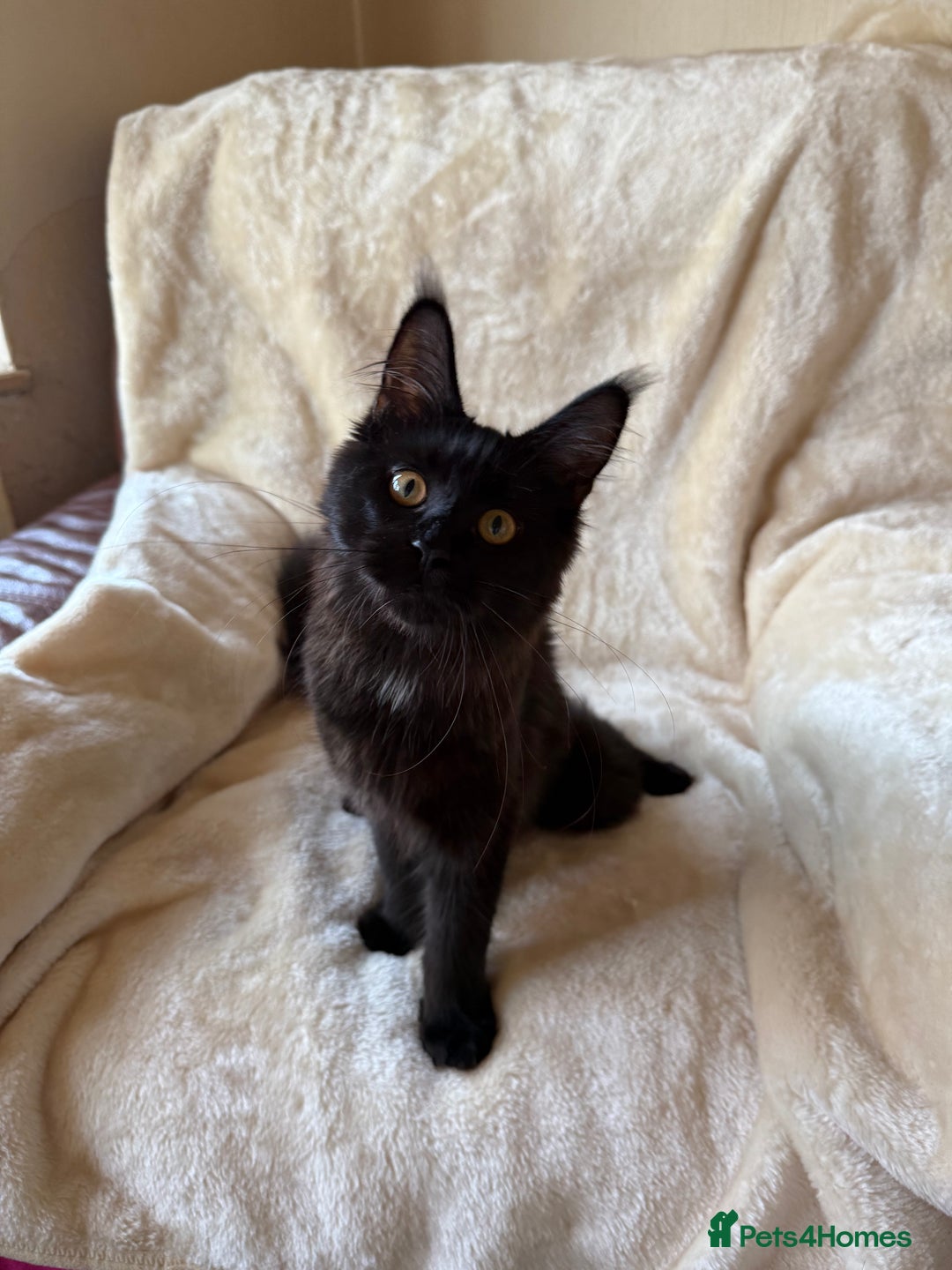 Maine Coon cats for sale: Pedigree GCCF Russian Import line Maine Coons - Advert 9