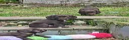 Cocker Spaniel dogs for sale: Chocolate cocker spaniel puppy female. Ready now  - Advert 3