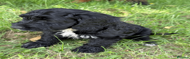 Cocker Poo Puppy 4