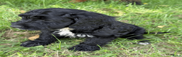 Cocker Spaniel dogs for sale: Working Cocker & Cocker Poo Puppies - Advert 12