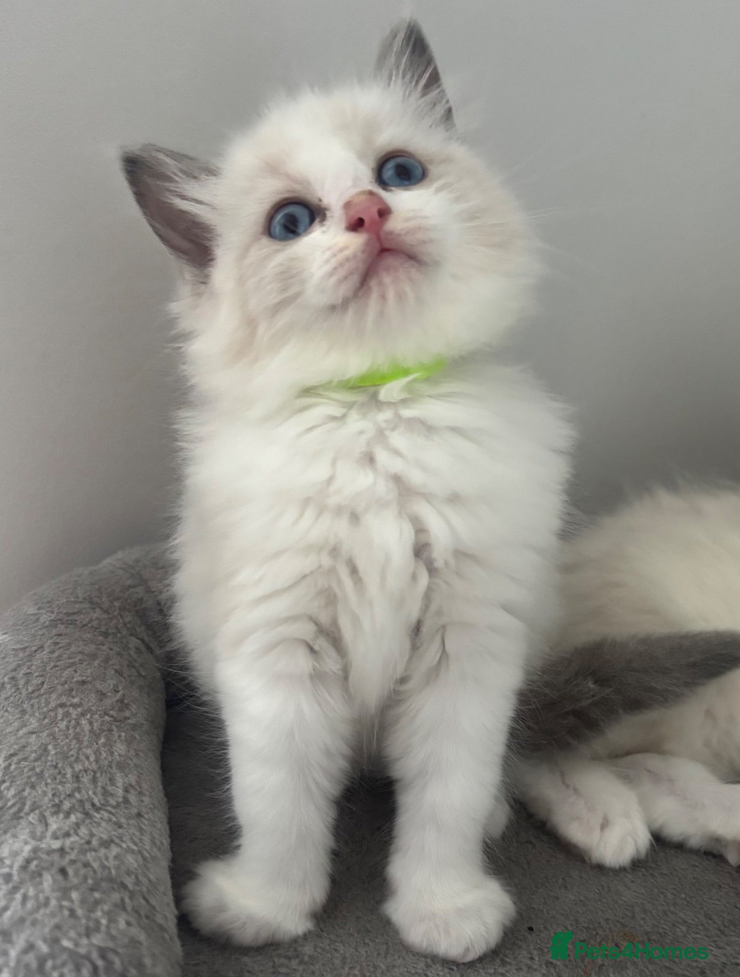 Ragdoll cats 😻❤️AMAZING QUALITY PEDIGREE RAGDOLL KITTENS ❤️😻 - Advert 2