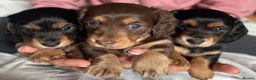 Miniature Dachshund dogs for sale: Black&Tan Puppies Looking for Their Forever Homes! - Advert 4