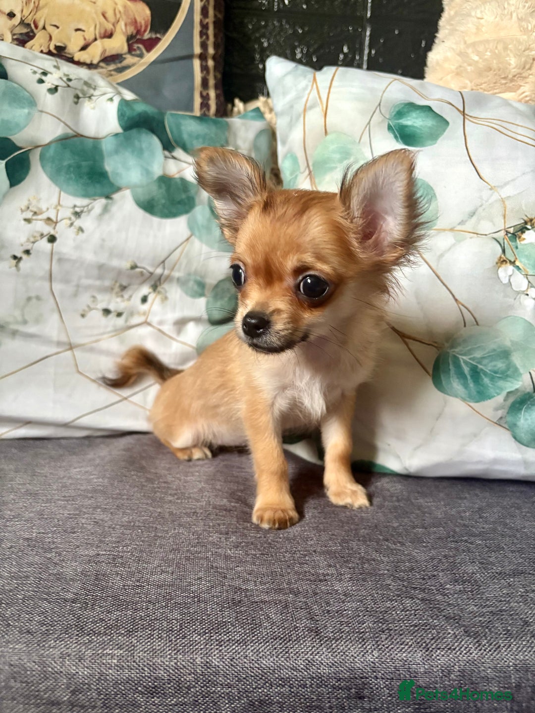 Chihuahua dogs for sale: REDUCED last long hair female pup. - Image 5