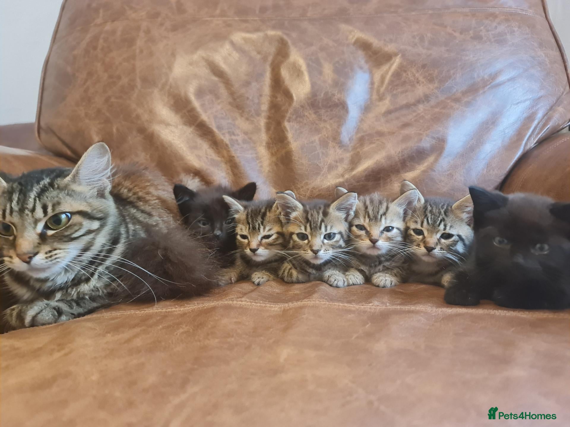 Mixed Breed cats Kittens for sale  - Advert 1