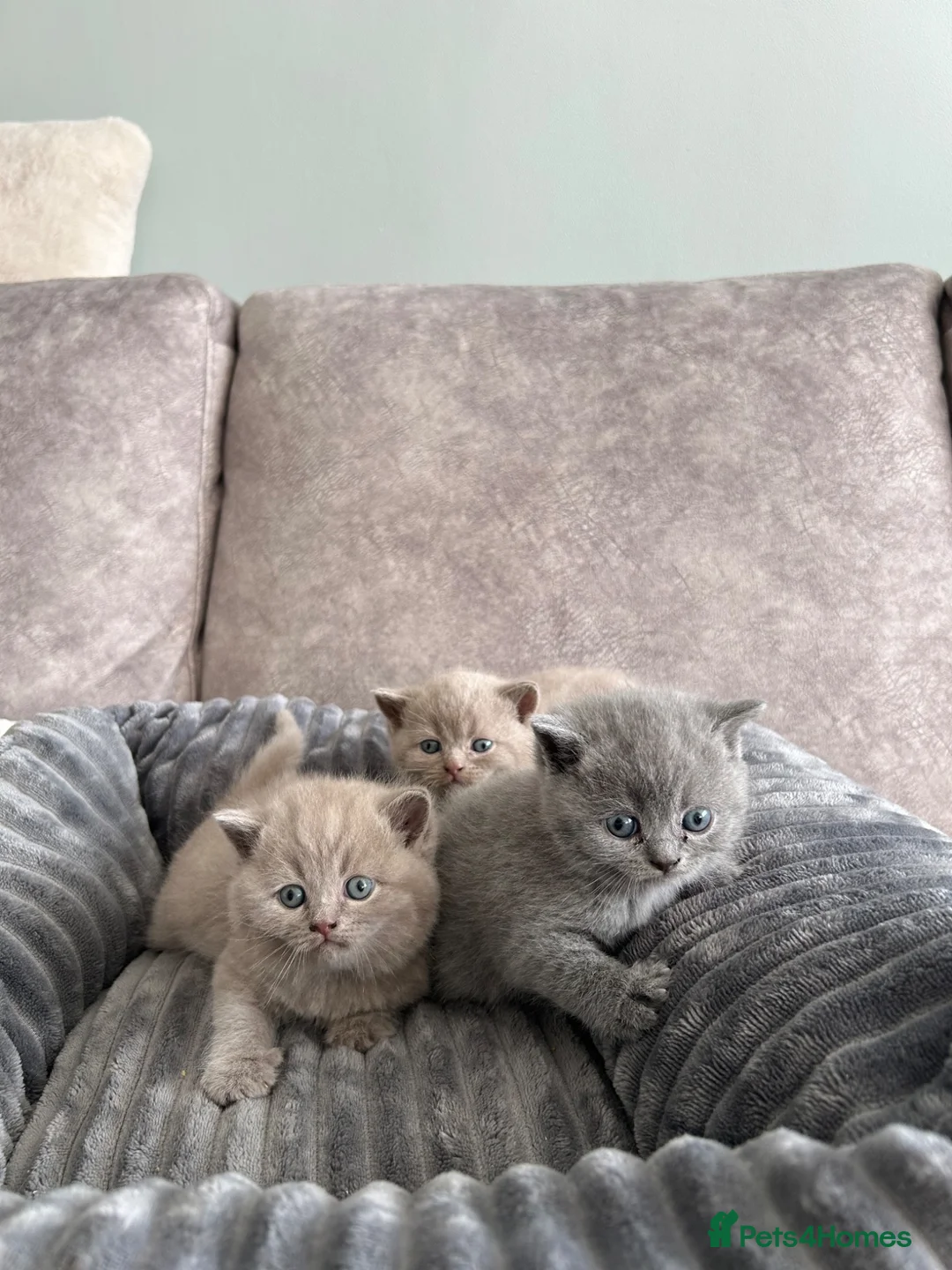 British Shorthair cats for sale: Beautiful British Shorthair kittens for sale in Bradford - Advert 2