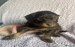 Cavapoo dogs for sale: ⭐️CAVAPOO F1B PUPPIES⭐️ - Image 13