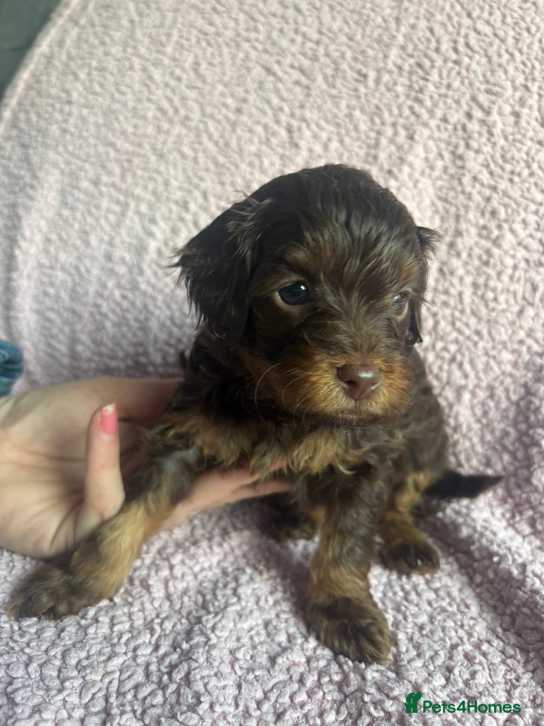 Cavapoo dogs for sale: ⭐️CAVAPOO F1B PUPPIES⭐️ - Image 13