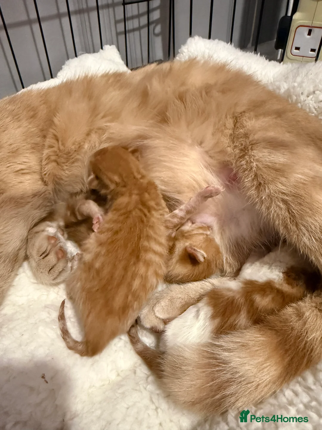 Mixed Breed cats for sale: Beautiful ginger kittens  - Advert 2