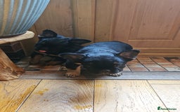 French Bulldog dogs for sale: Fluffy frenchies for sale call 07760346117 - Image 4