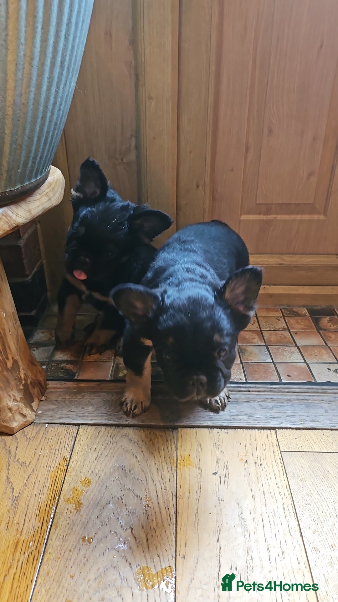 French Bulldog dogs for sale: Fluffy frenchies for sale call 07760346117 - Image 4