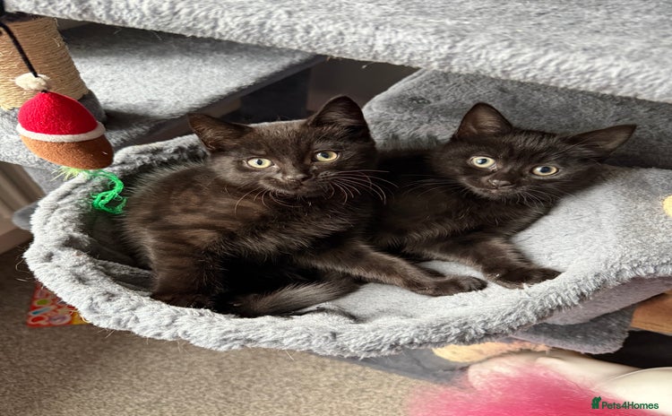Mixed Breed cats - Advert 8