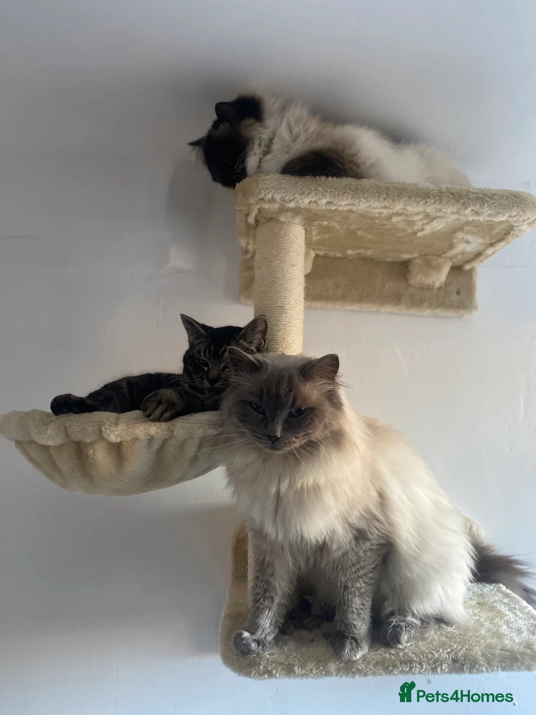 Ragdoll cats for sale: This ragdoll mix is ready ragdoll characteristics - Advert 5