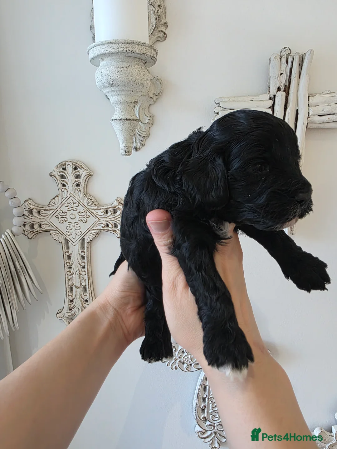 Cavapoo dogs for sale: Beautiful f1b cavapoo boys - Advert 11