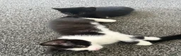 Mixed Breed cats for sale: Lovely kitten looking for a family to grow up  - Advert 5