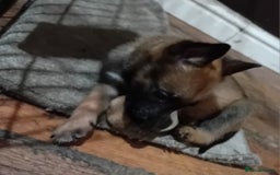 Belgian Shepherd Dog dogs for sale: Belgian malinois puppies for sale  - Image 21