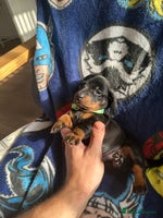 Miniature Dachshund dogs - Advert 11