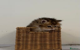 British Longhair cats for sale: Rare Golden Shaded British Longhair Girl Teddy  - Image 16