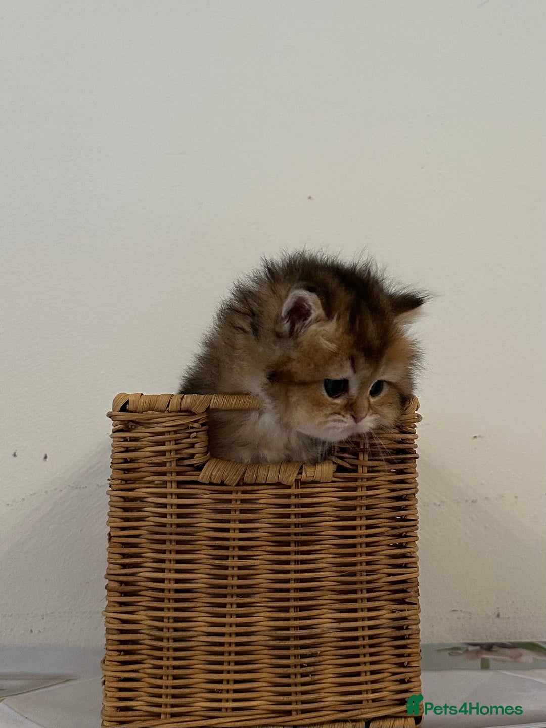British Longhair cats for sale: Rare Golden Shaded British Longhair Girl Teddy  - Image 16