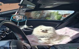Pomeranian dogs for sale: Pomeranian  - Image 5