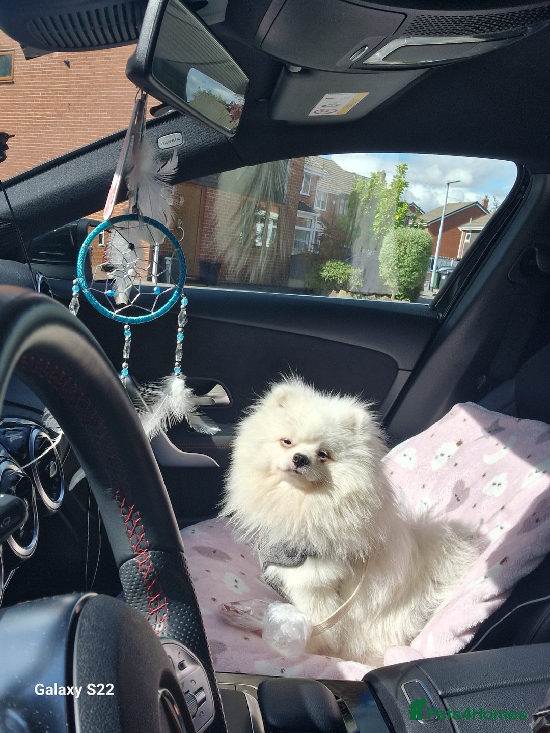 Pomeranian dogs for sale: Pomeranian  - Image 5