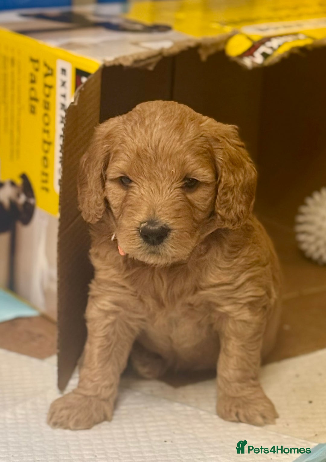 Mini Goldendoodle dogs for sale: Miniature Golden Doodle Puppies - Advert 15