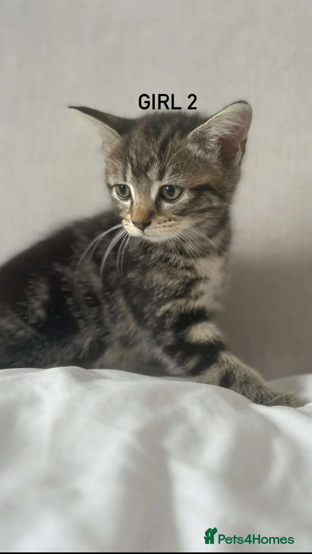 Mixed Breed cats for sale: ADORABLE KITTENS FOR SALE! Tabby/Tuxedo/Black in Sheffield - Advert 2
