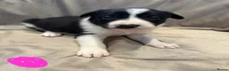 Border Collie dogs for sale: ISDS Border Collie Puppies 🐶 - Advert 9