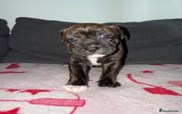Mixed Breed dogs for sale: Staffy-Cross Puppies - Image 3