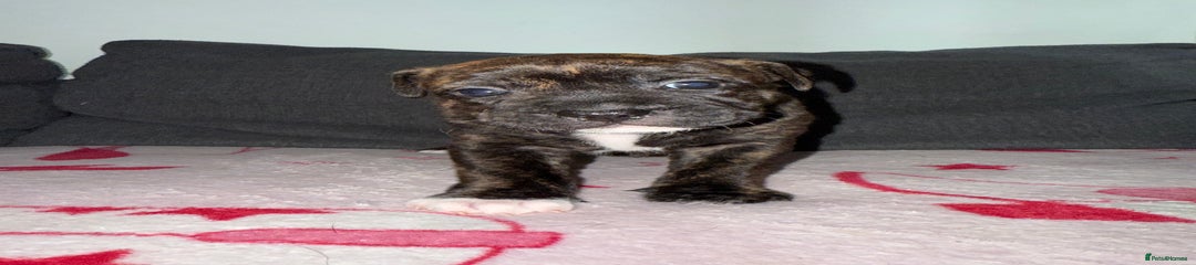 Puppy 4