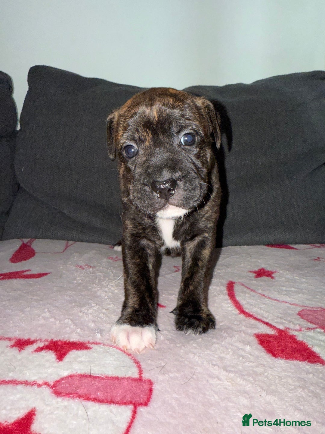 Mixed Breed dogs for sale: Staffy-Cross Puppies - Image 3