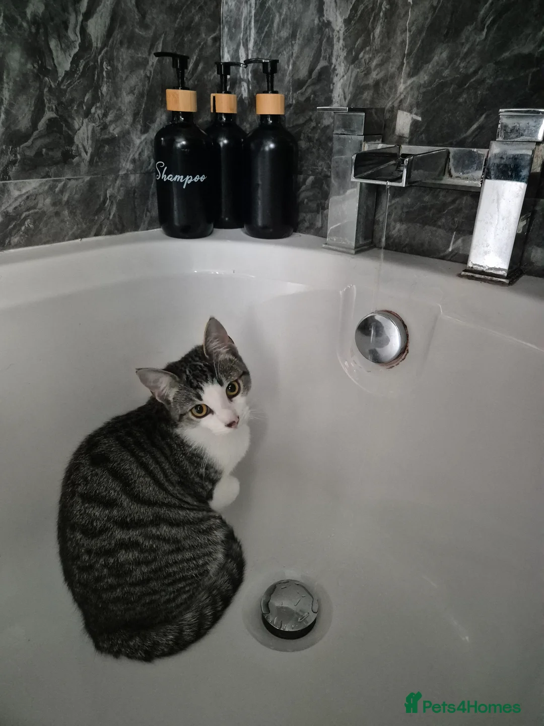 Mixed Breed cats for sale: Cats  - Advert 6