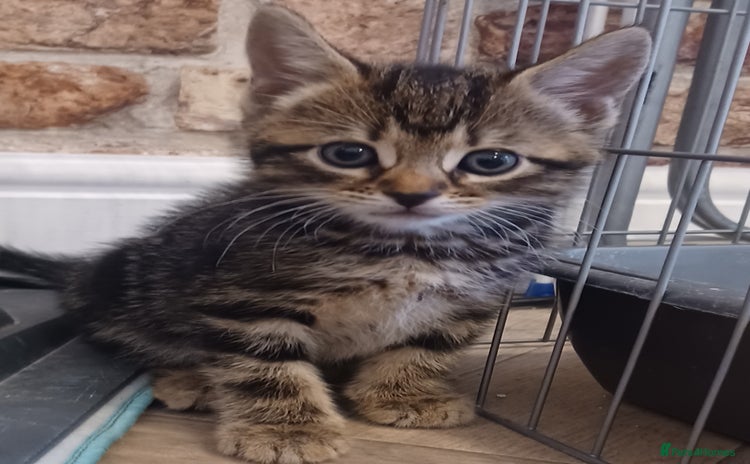 Mixed Breed cats - Advert 5