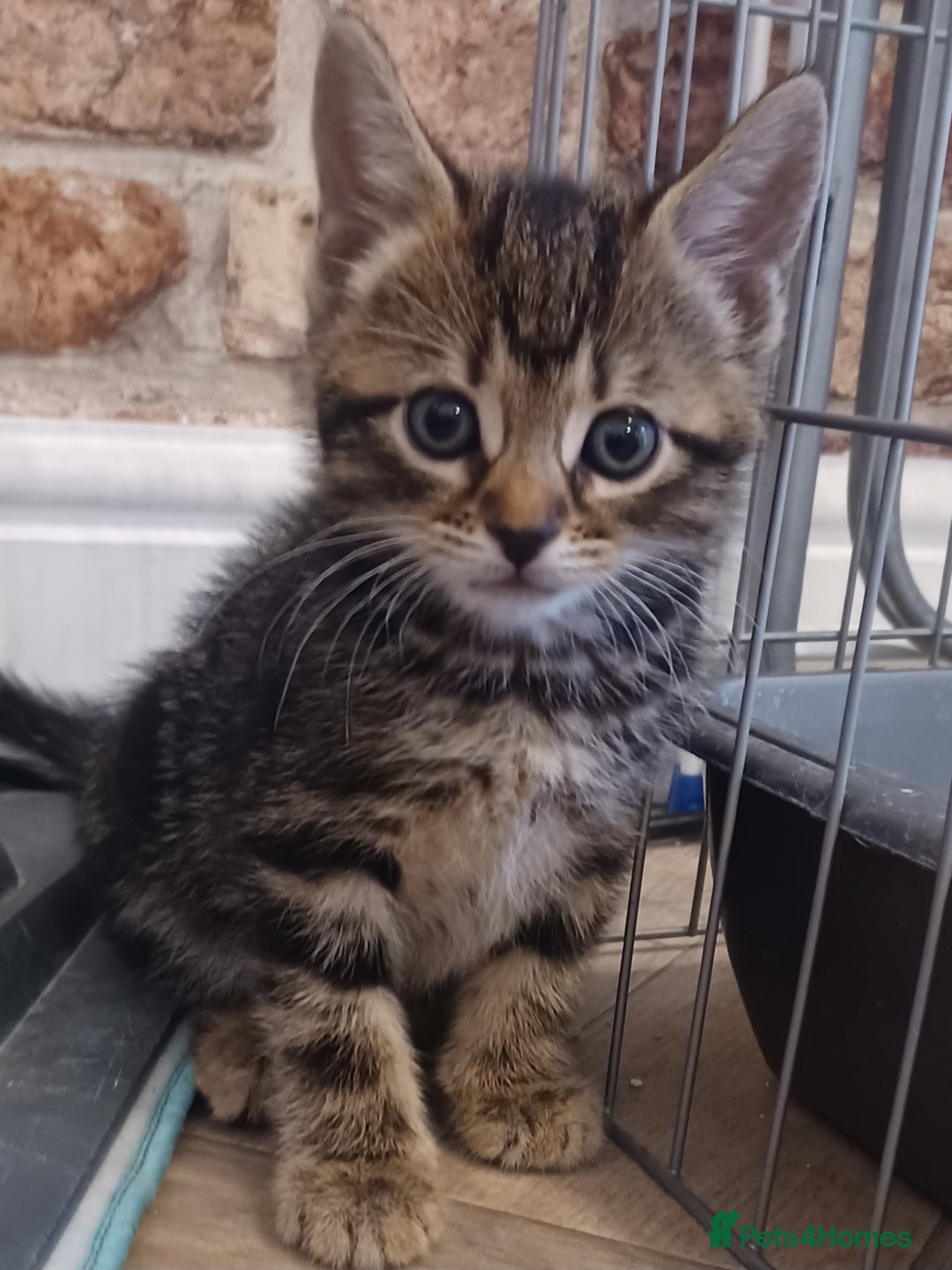 Mixed Breed cats for sale: Gorgeous Bengal x babies **READY NOW** - Image 2