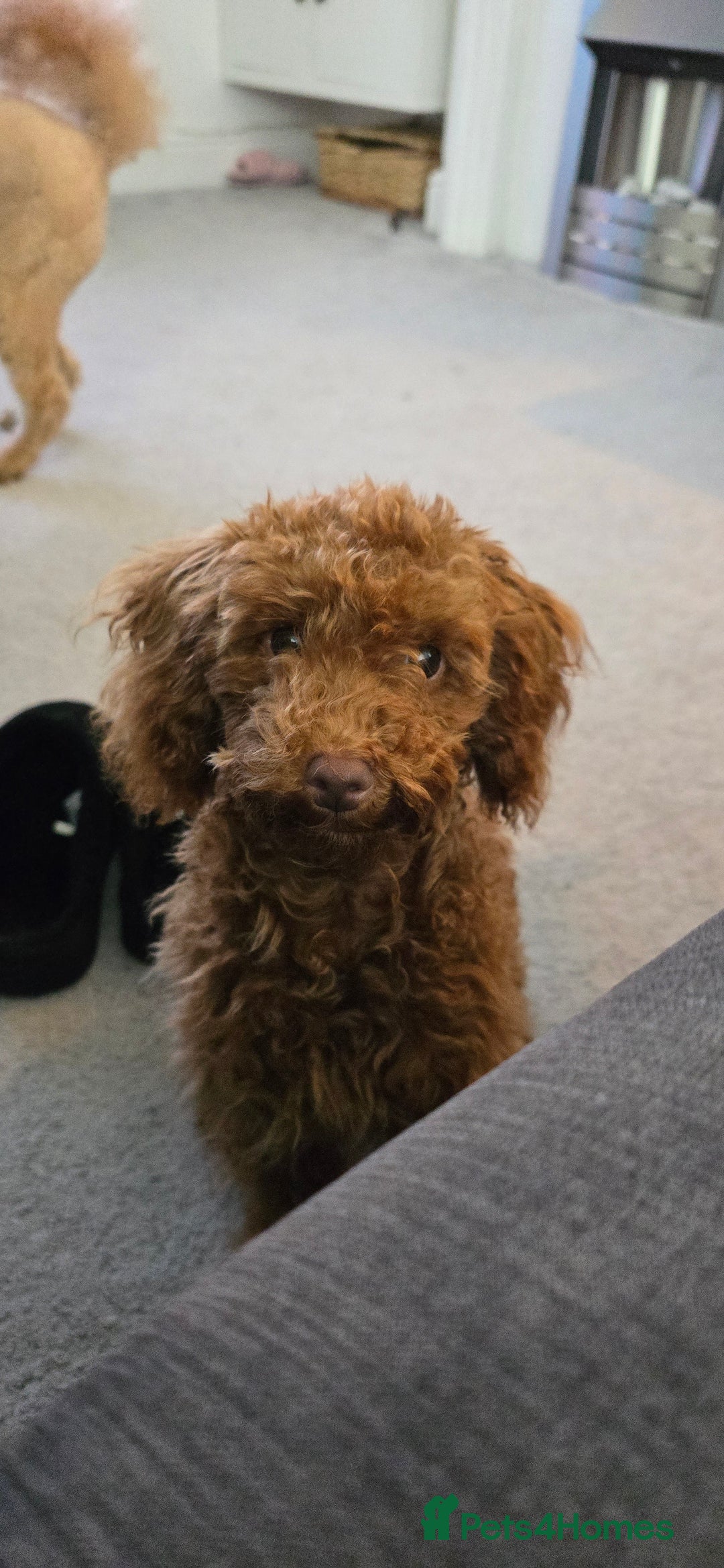 Toy Poodle dogs for sale: Toy Poodle Female 5 Months Old - Image 2