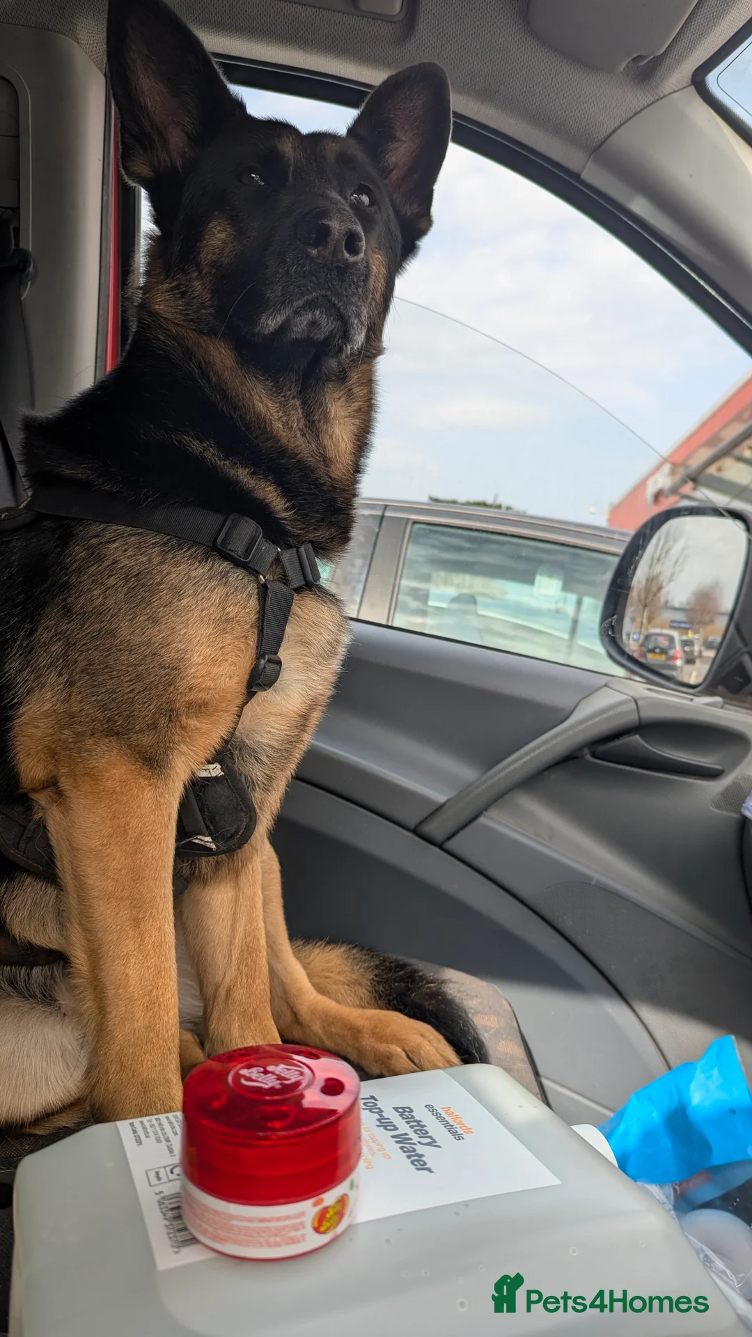 German Shepherd dogs for sale: Tocha in Bristol - Advert 9