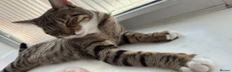 British Shorthair cats for sale: 1 year old tabby looking for forever home  in Wallingford - Advert 2