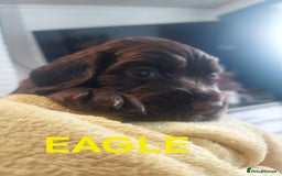 Sprocker dogs for sale: Exceptional working-line puppies for loving homes! - Image 22
