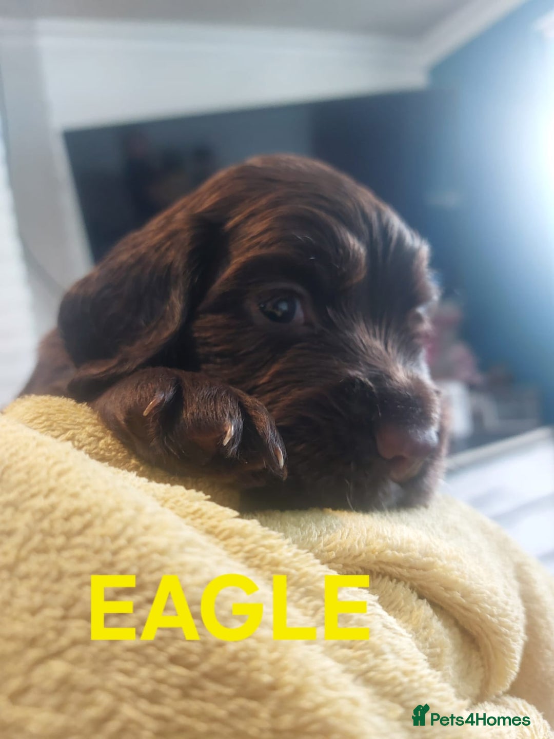 Sprocker dogs for sale: Exceptional working-line puppies for loving homes! - Image 22