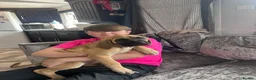Mixed Breed dogs for sale: Old English mastiff 1 left! reduced ! Ready now  - Advert 14