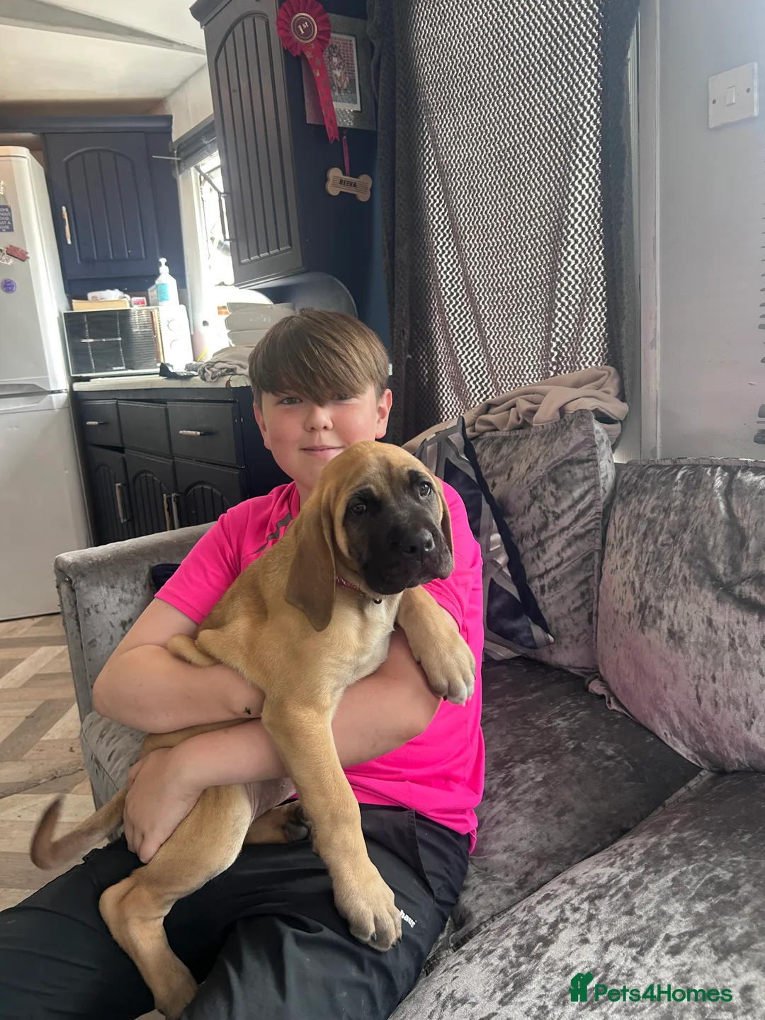 Mixed Breed dogs for sale: Old English mastiff 1 left! reduced ! Ready now  - Advert 14