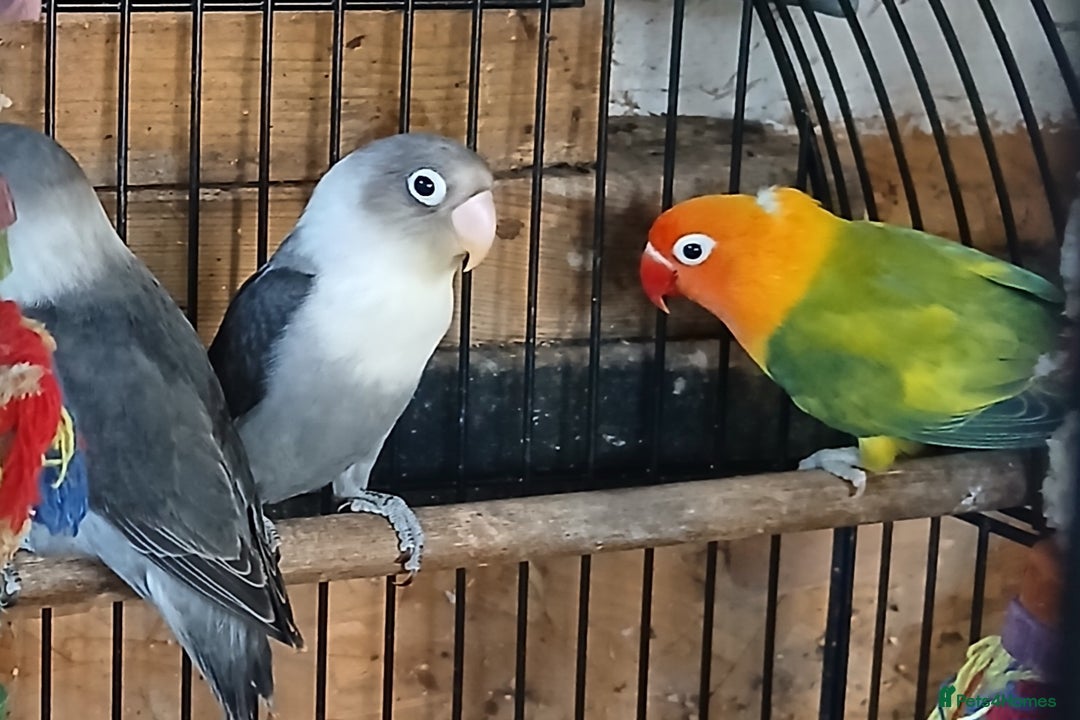 Lovebirds birds for sale: Lovebirds fischers x4 fischers lovebirds  - Image 15