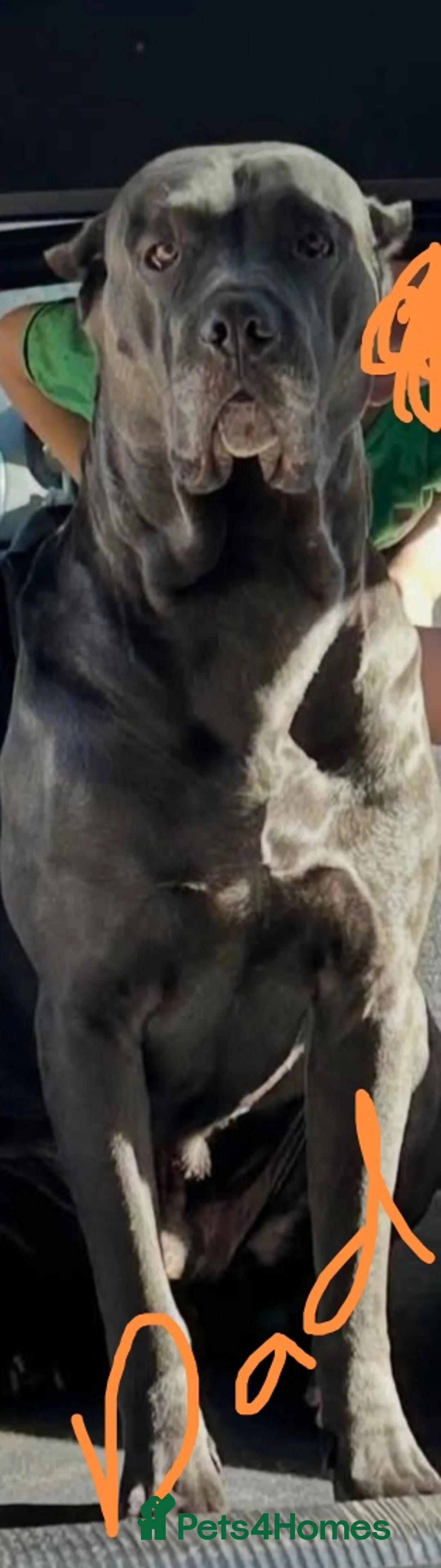 Cane Corso dogs for sale: Planned pregnancy beautiful blue cane corso litter - Advert 5