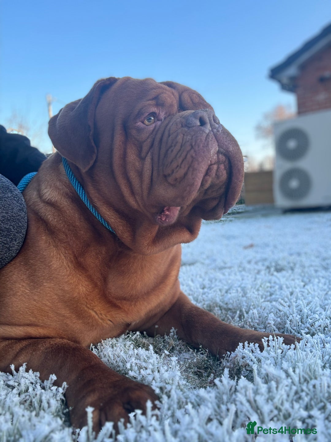 Dogue De Bordeaux dogs for stud: Orthrusslair Sidney is here and PROVEN in Chester - Image 1
