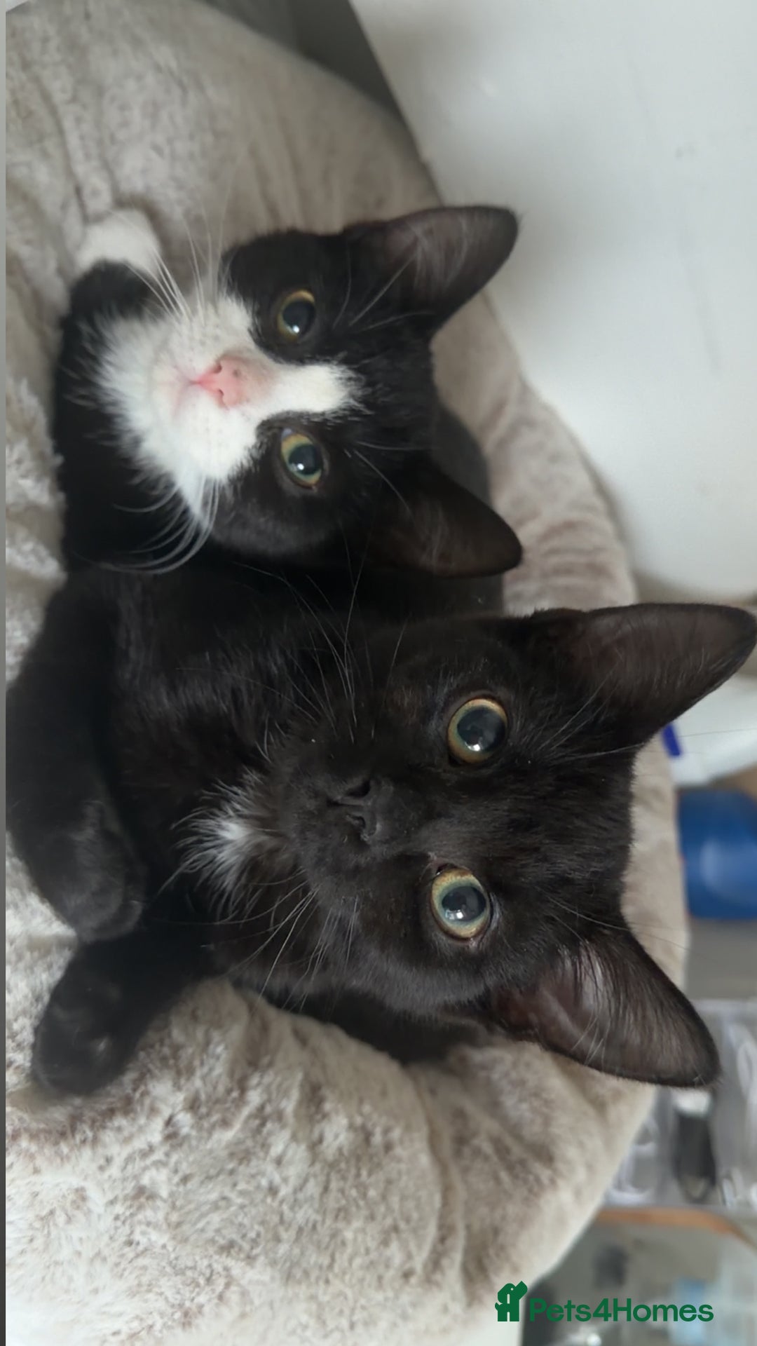 Mixed Breed cats for sale: Kittens  - Advert 2