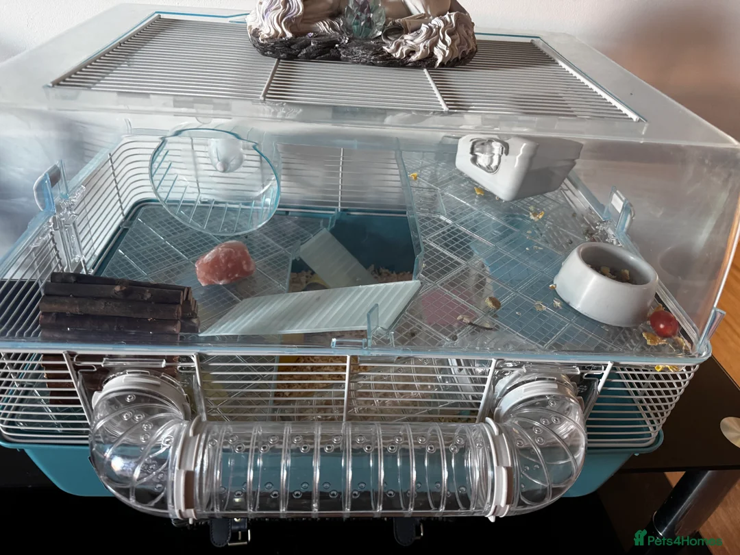 Hamster rodents for sale: Dwarf hamster  - Advert 2