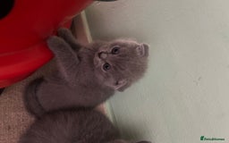 Scottish Fold cats for sale: Scottish fold/straight boys ready for reservation. - Image 4