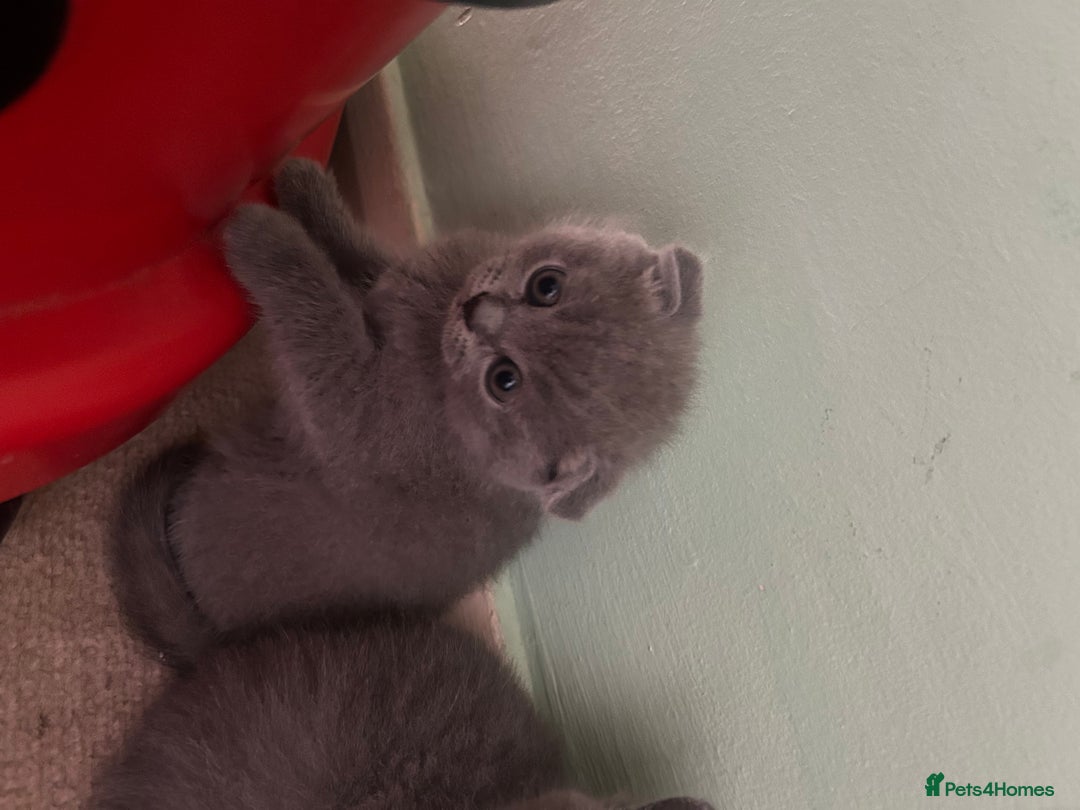 Scottish Fold cats for sale: Scottish fold/straight boys ready for reservation. - Image 4