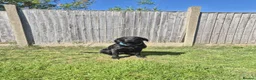 Labrador Retriever dogs for stud: Stud black lab  in Ilkeston - Advert 2