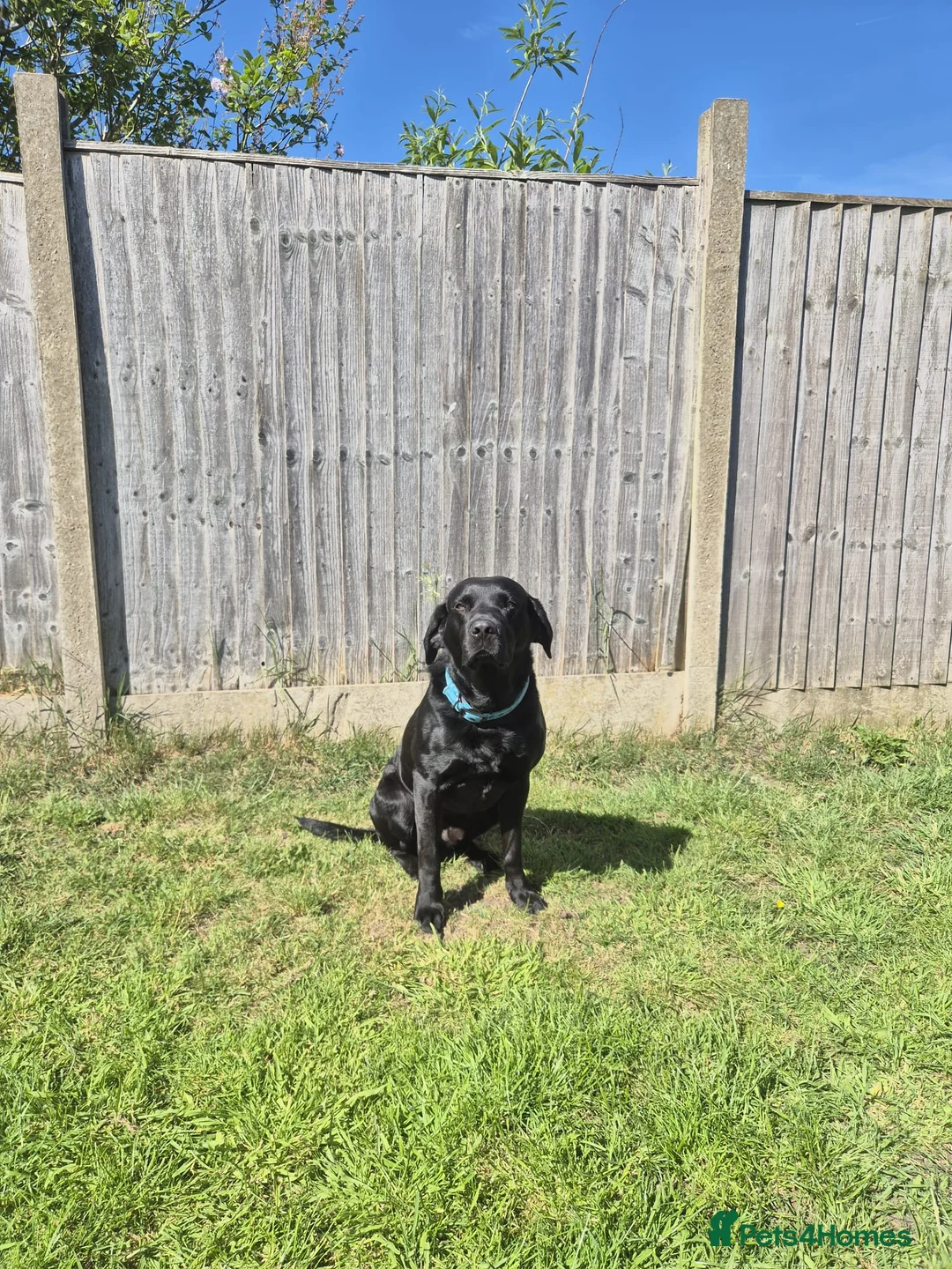 Labrador Retriever dogs for stud: Stud black lab  in Ilkeston - Advert 2