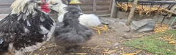 Chickens poultry for sale: Dark Grey 11 week old Silkie chick - Advert 7